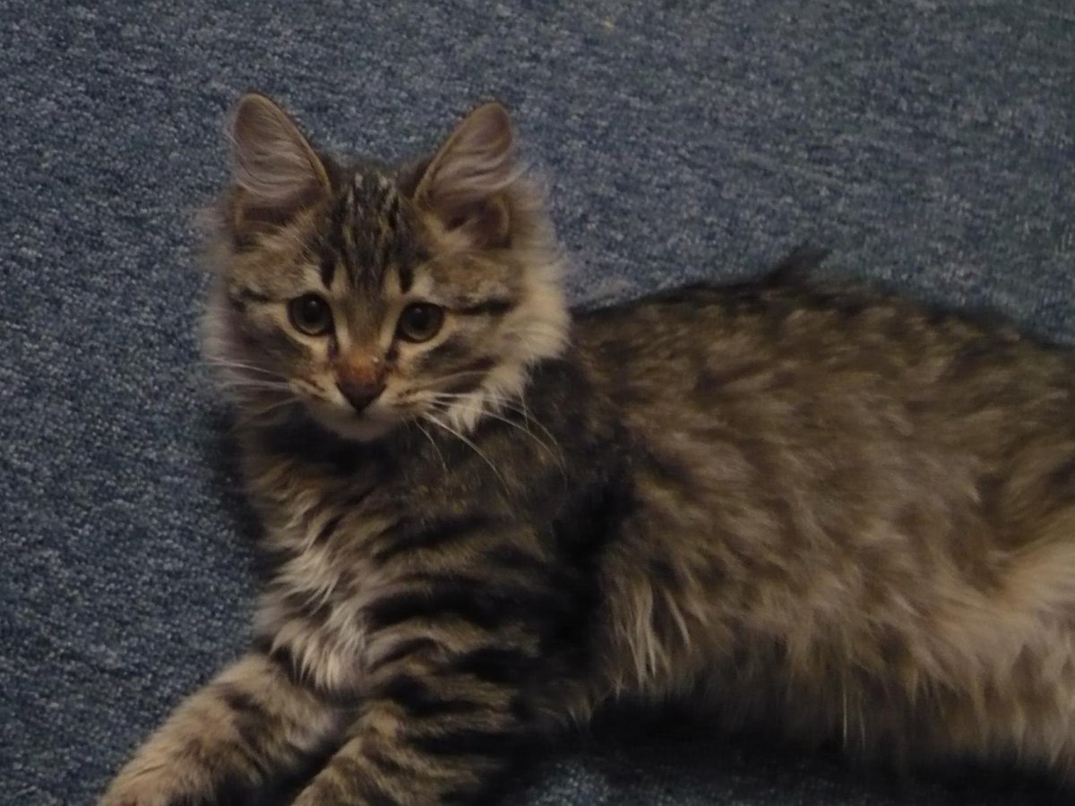 Камышовый окрас кошки