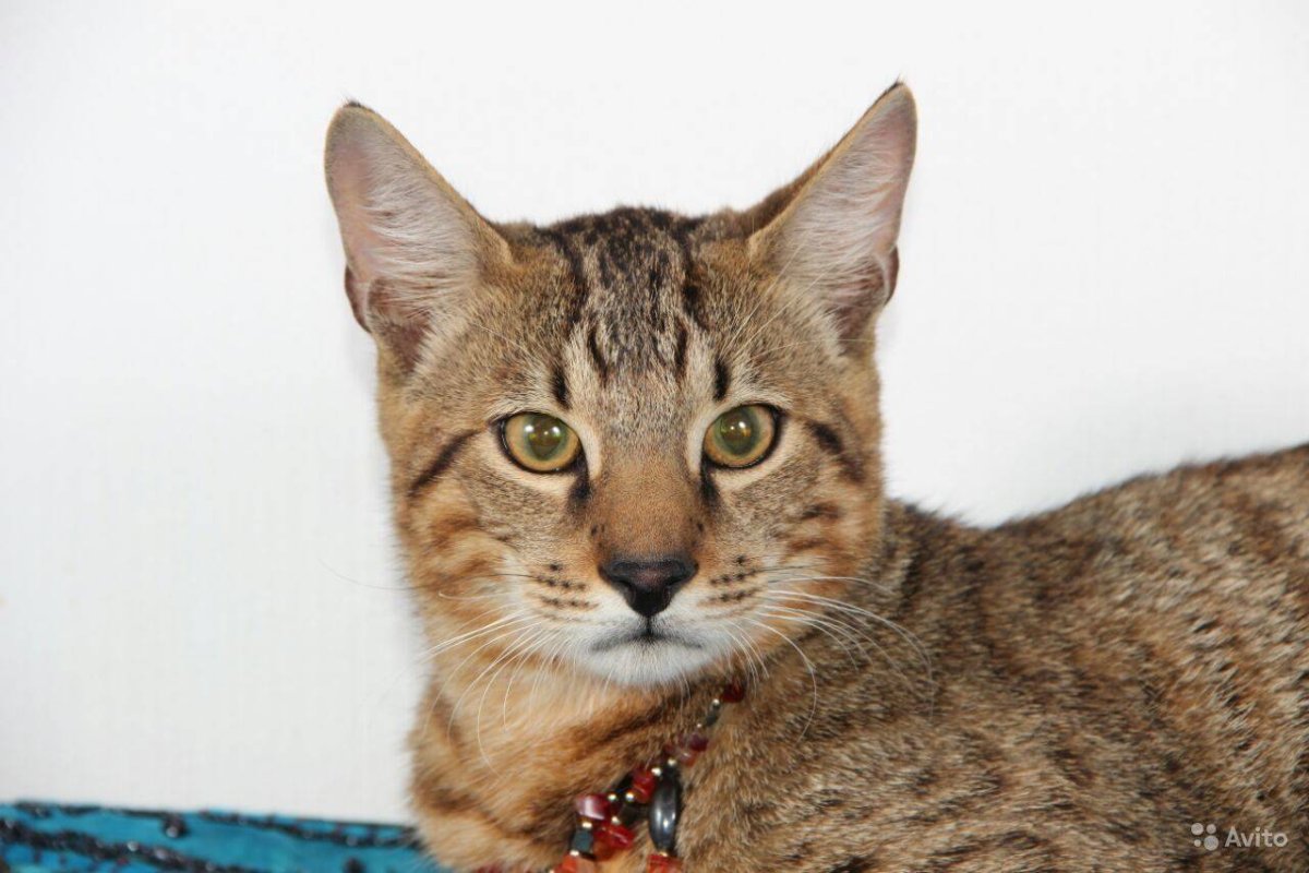 Лесной камышовый кот