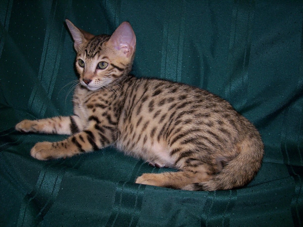 Кошки с камышовым окрасом