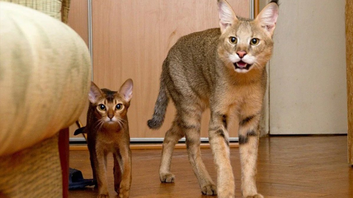 Камышовый британец