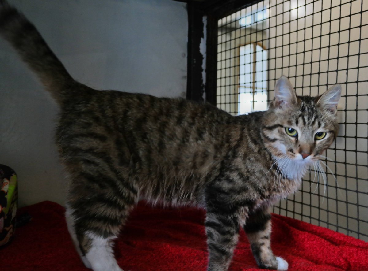 Вислоухая кошка камышовый окрас