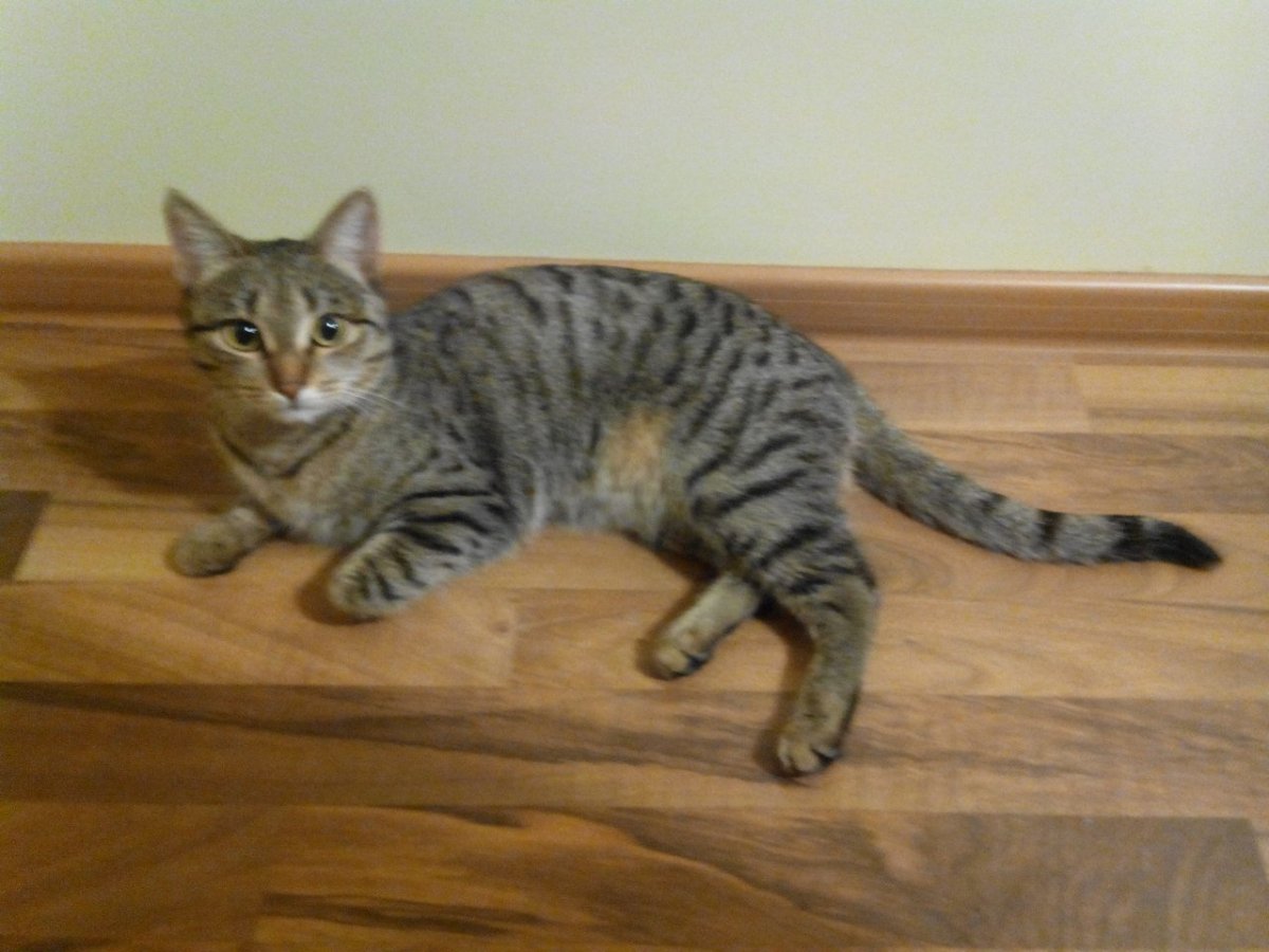 Камышовый кот маленький