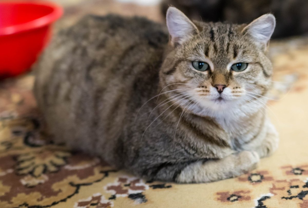 Рысь меланист