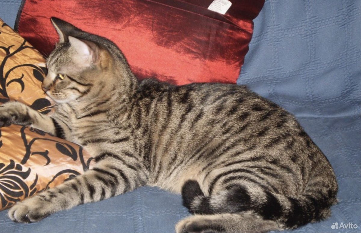 Камышовый кот убийца