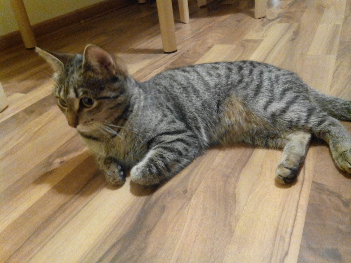 Табби камышовый