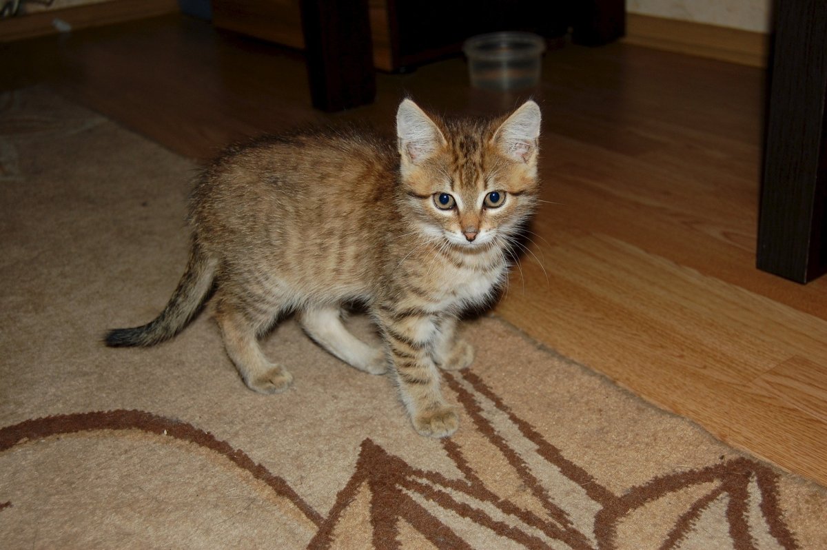 Камышовый табби кошка