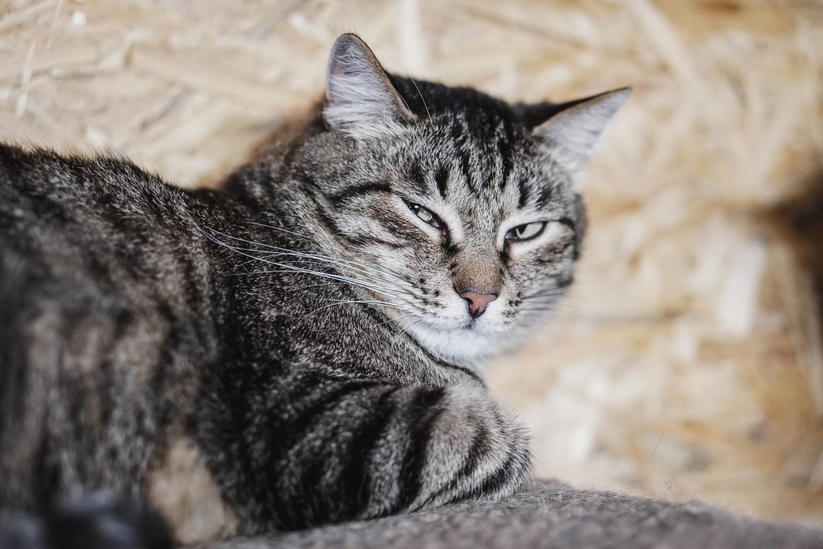 Чаузи и Абиссинская