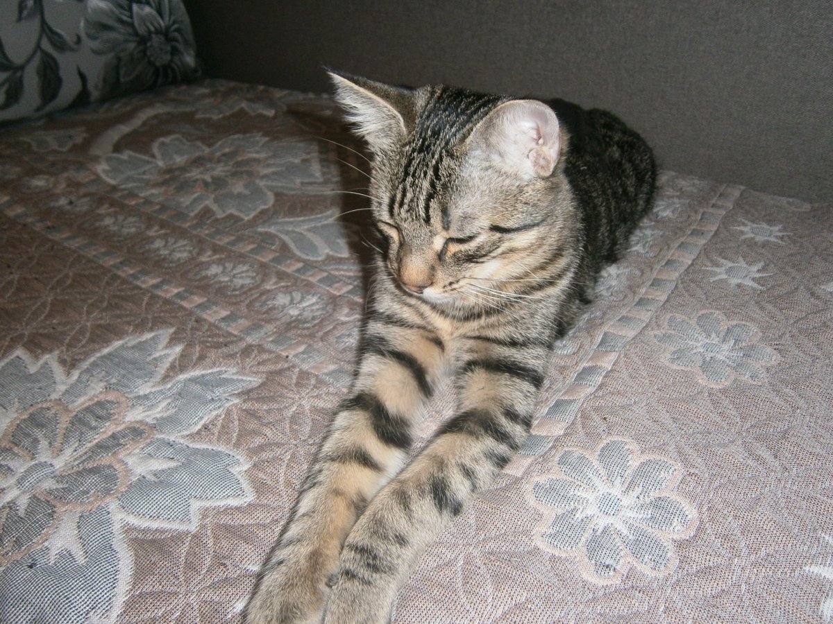 Камышовый кот Хаус