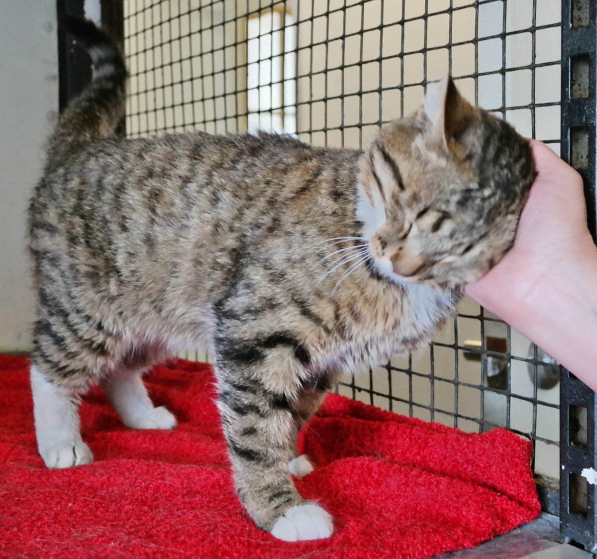 Камышовый кот (Болотная Рысь)