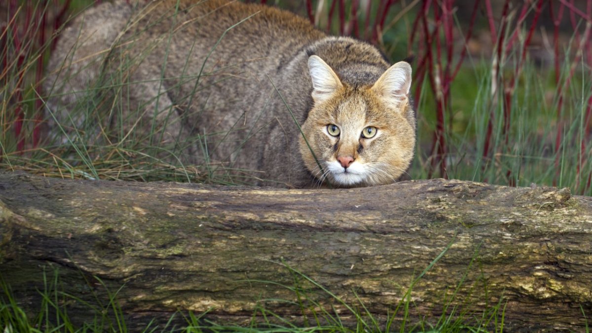 Камышовый окрас кошки