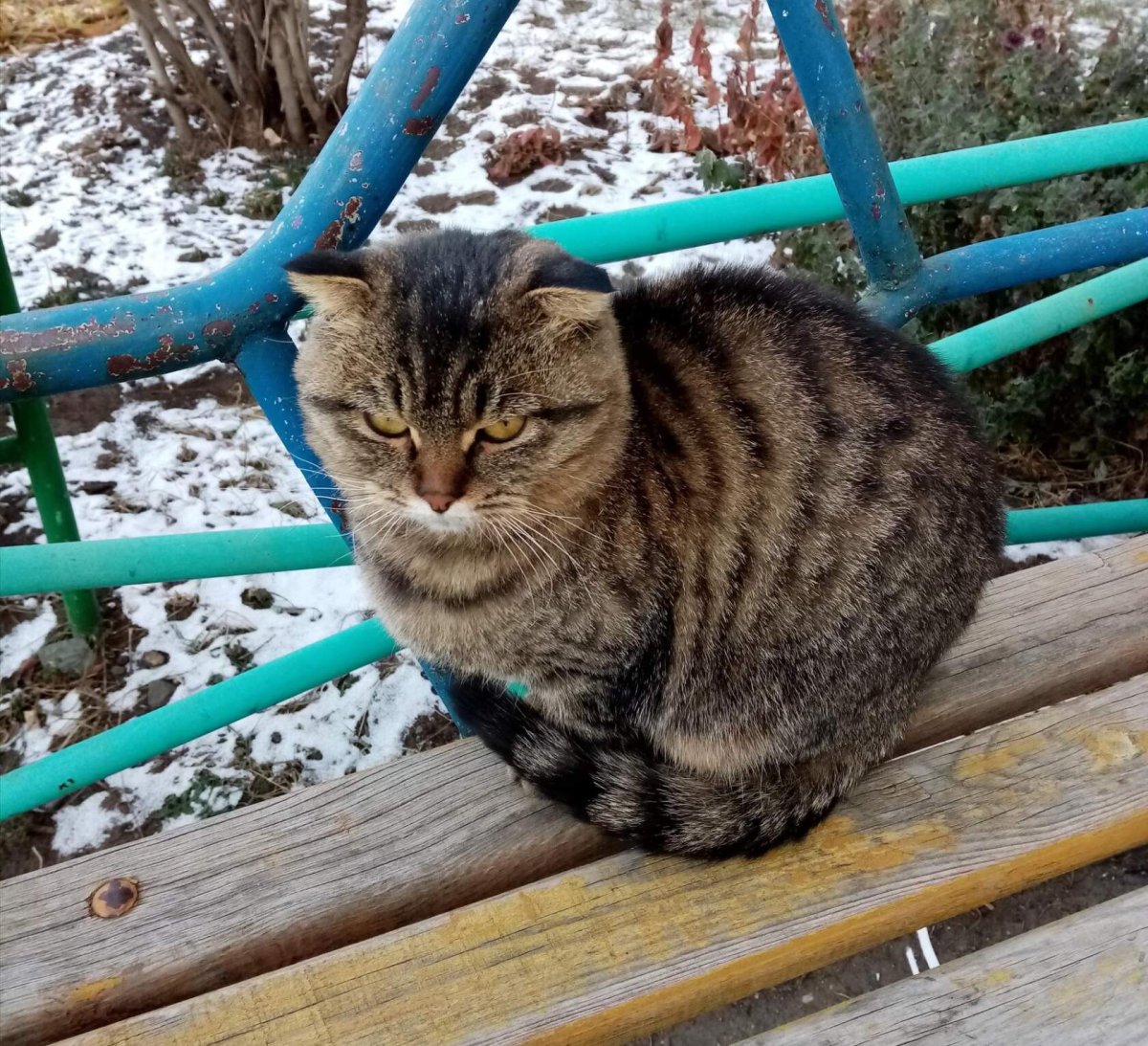 Камышовый кот ареал