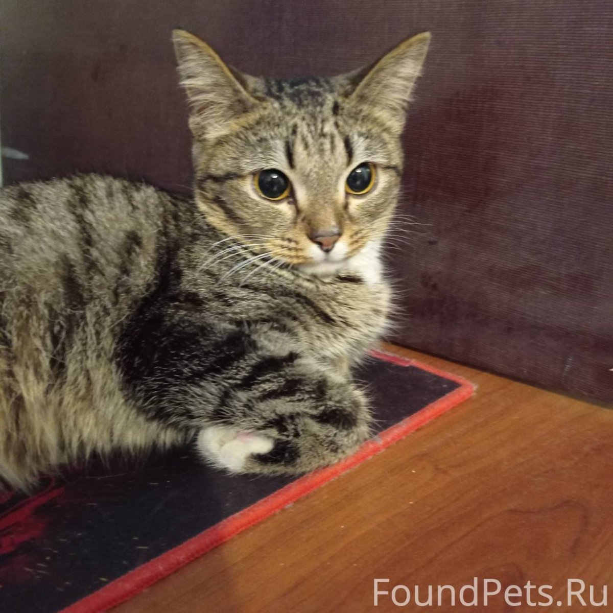 Кошачий окрас камышовый с белым