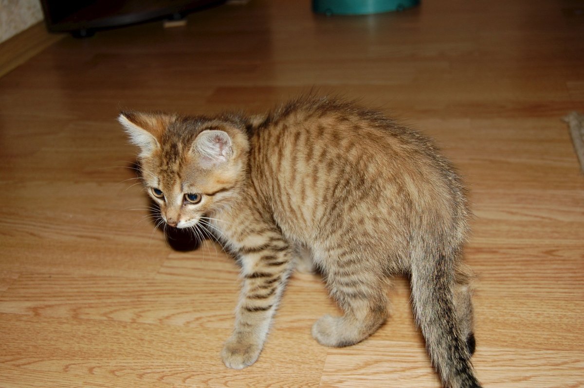 Европейская короткошерстная кошка Камышовая