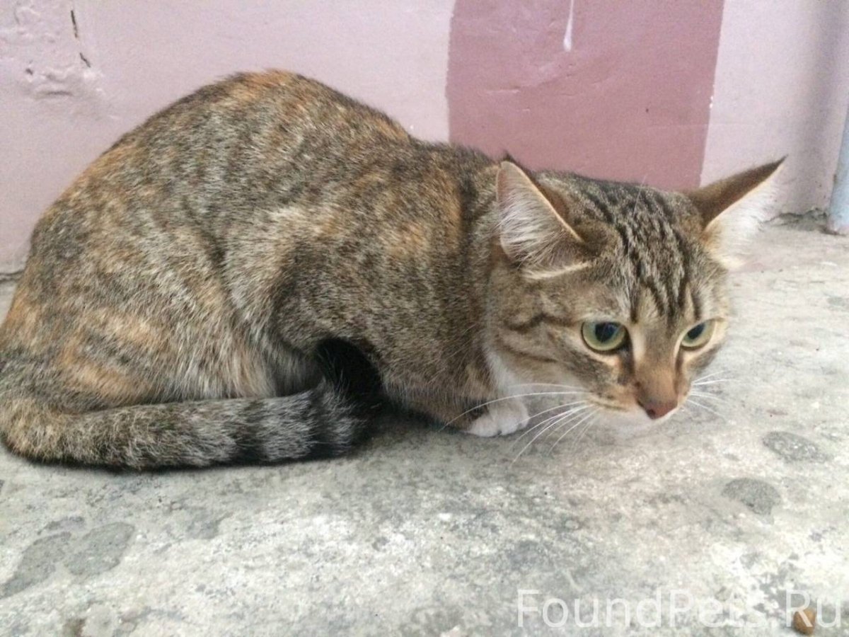 Камышовый кот Екатеринбург