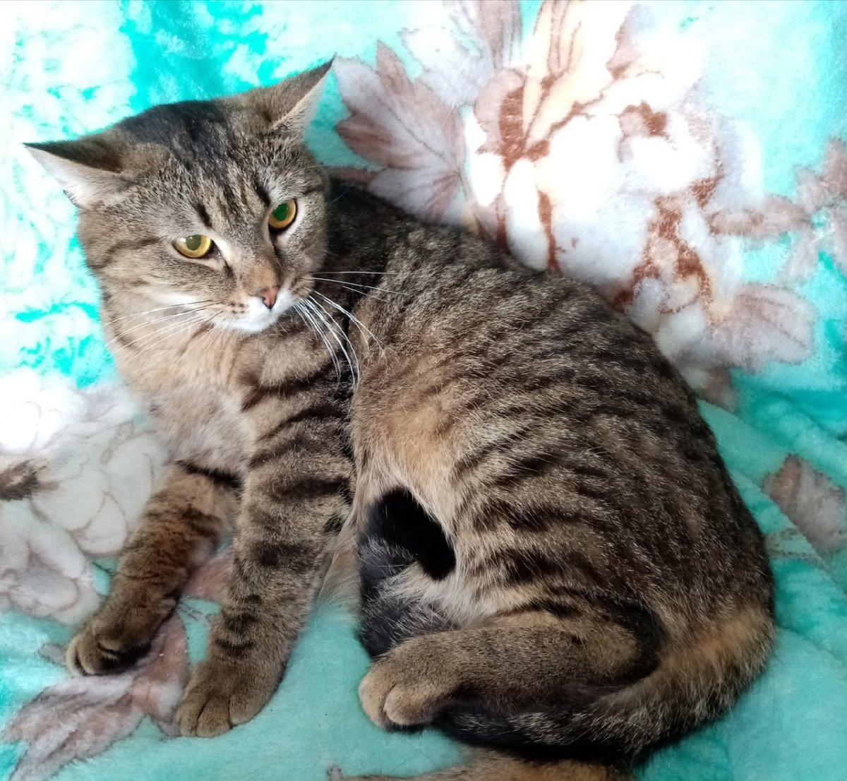 Фото тигровый камыш котики британцы