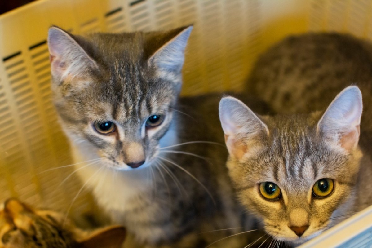 Полосатый кот Екатеринбург