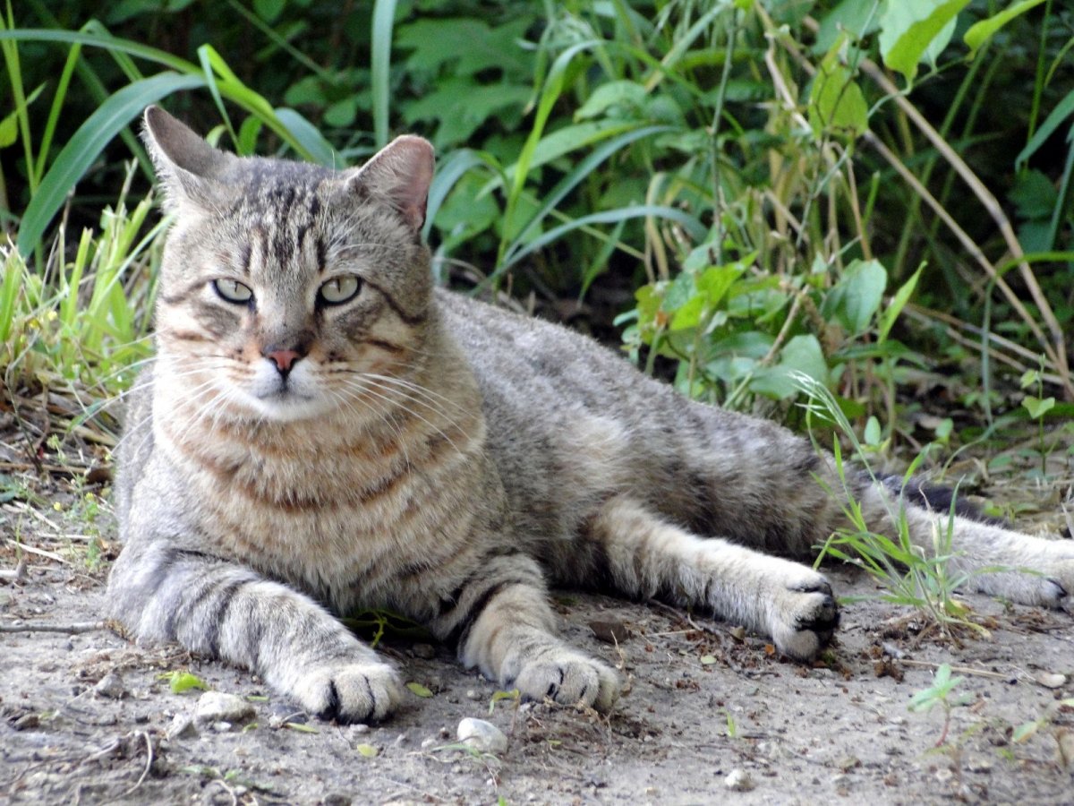 Камышовый кот серый