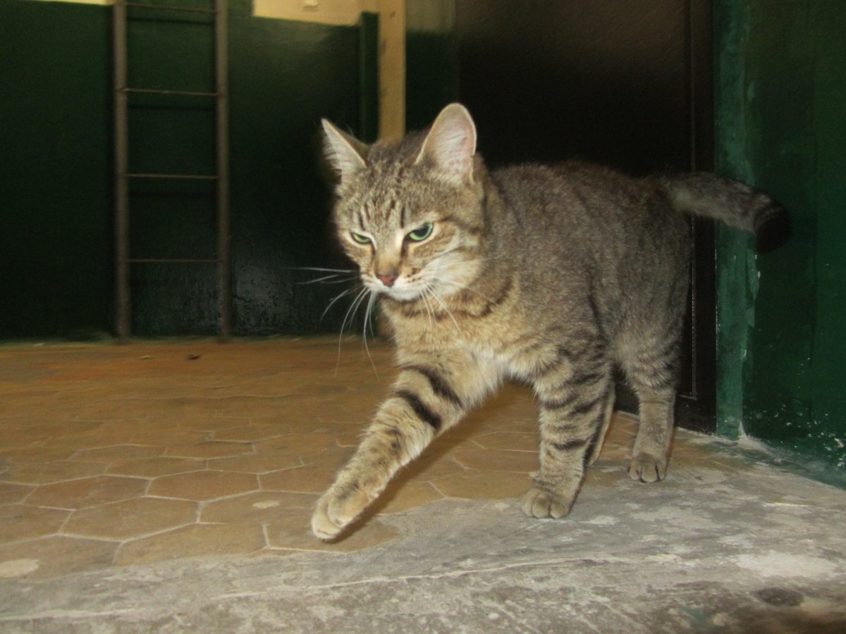 Камышовый кот домашний серый