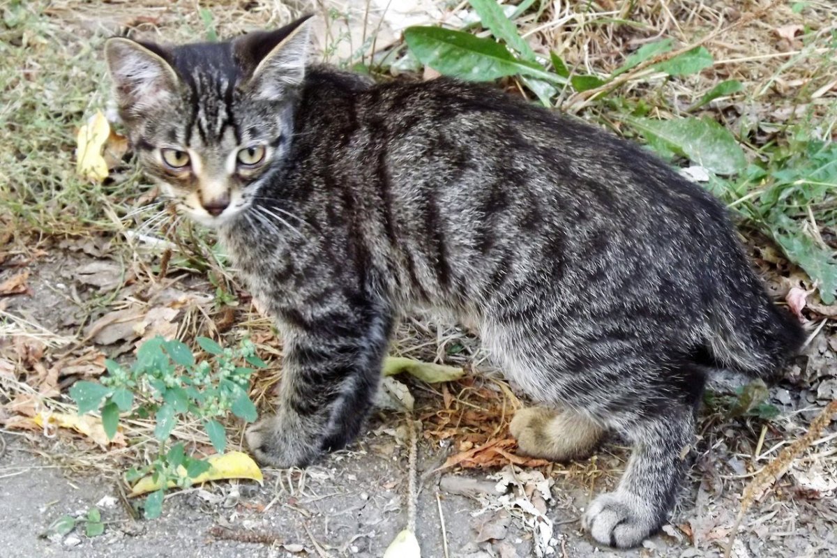 Порода черноногая кошка