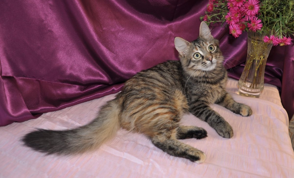 Камышовый кот котята