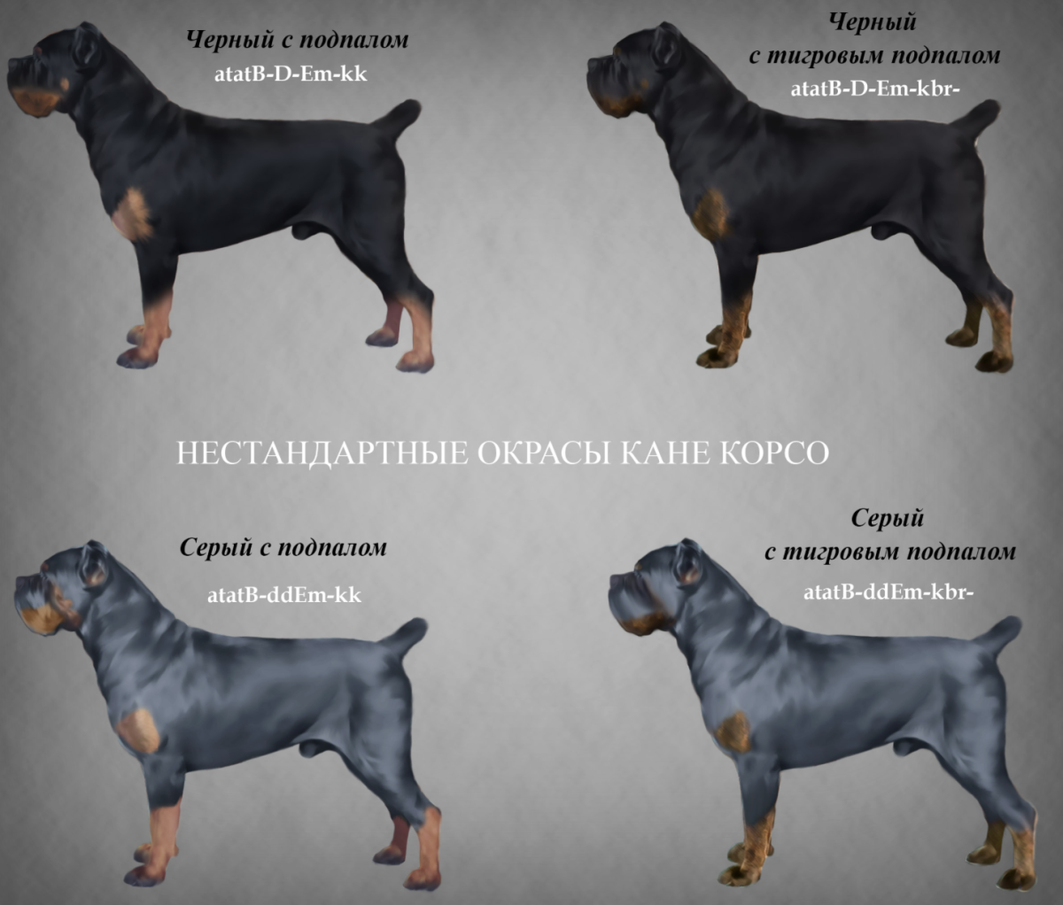 Вельш корги кардиган и пемброк