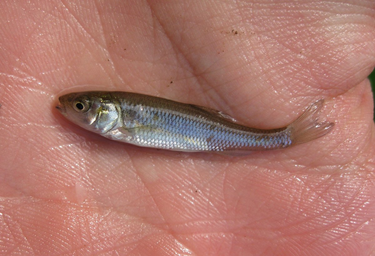 Рыбка малек наживка