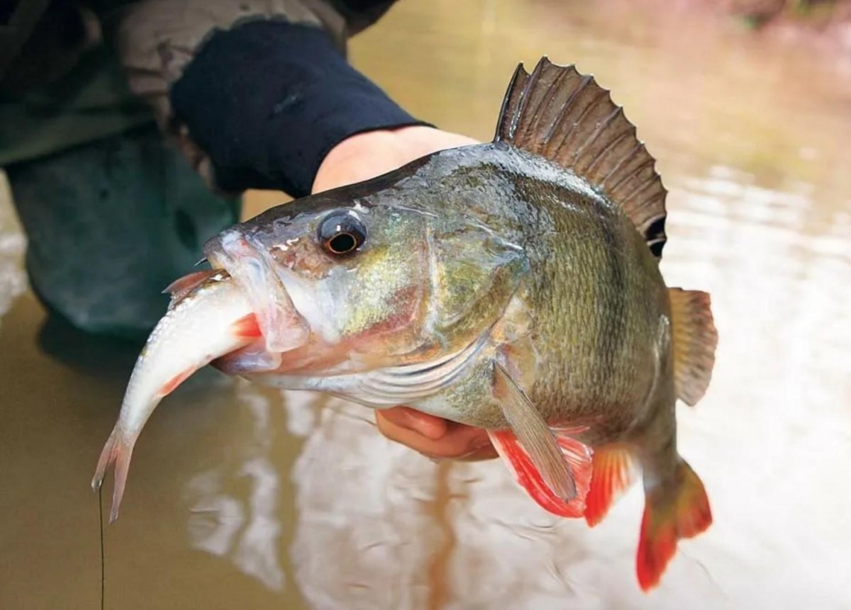 Хищный окунь