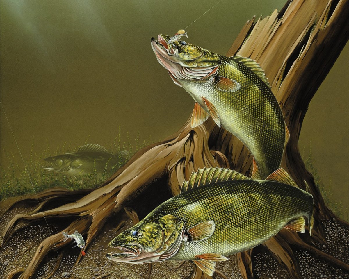 Хищные Пресноводные рыбы