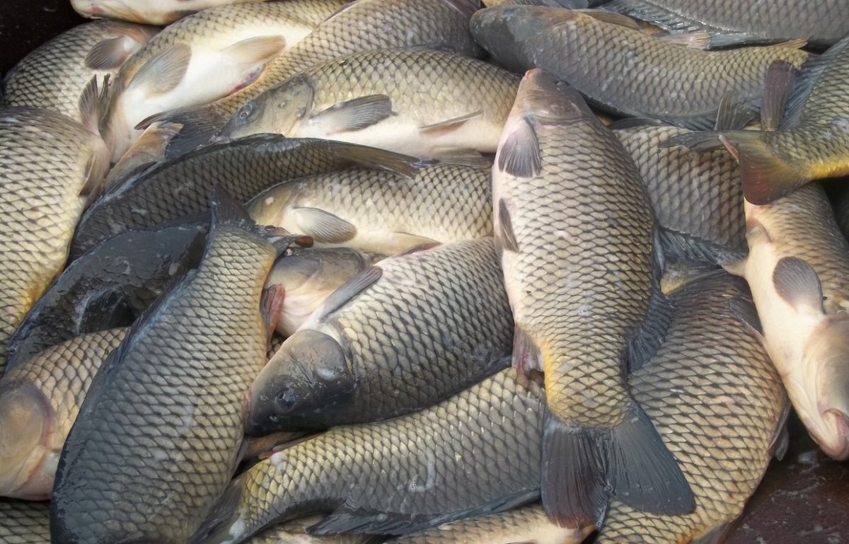 Сазан морской Каспийский