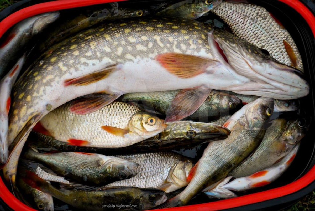 Свежая Озерная рыба