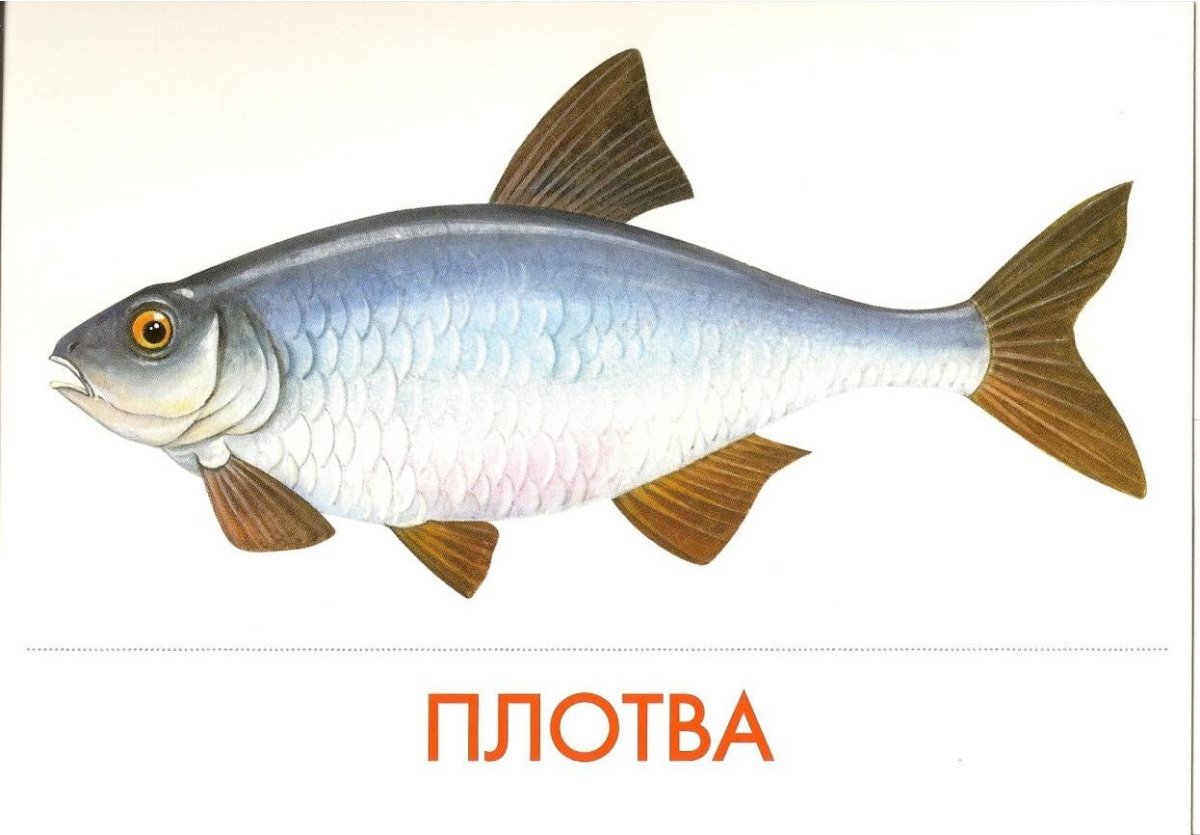 Речные рыбы для детей дошкольного возраста