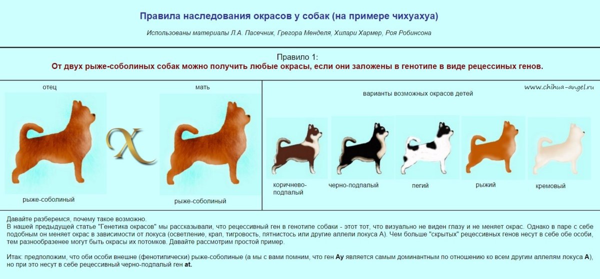 Стаффордширский терьер Мерль