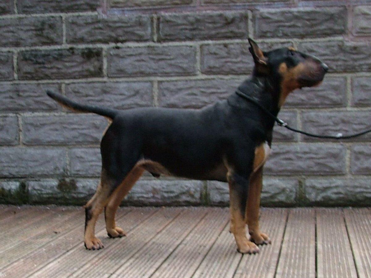 Подпалый окрас собак