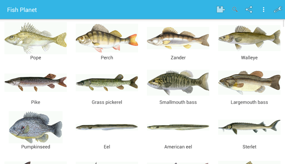 Виды рыб в Казахстане