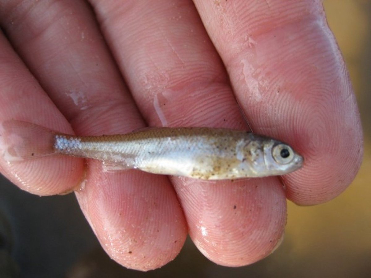 Малек Речной форели