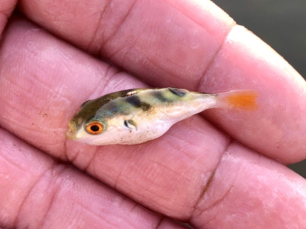 Малек судака