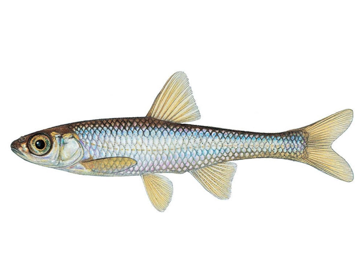 Плотва уклейка Верховка