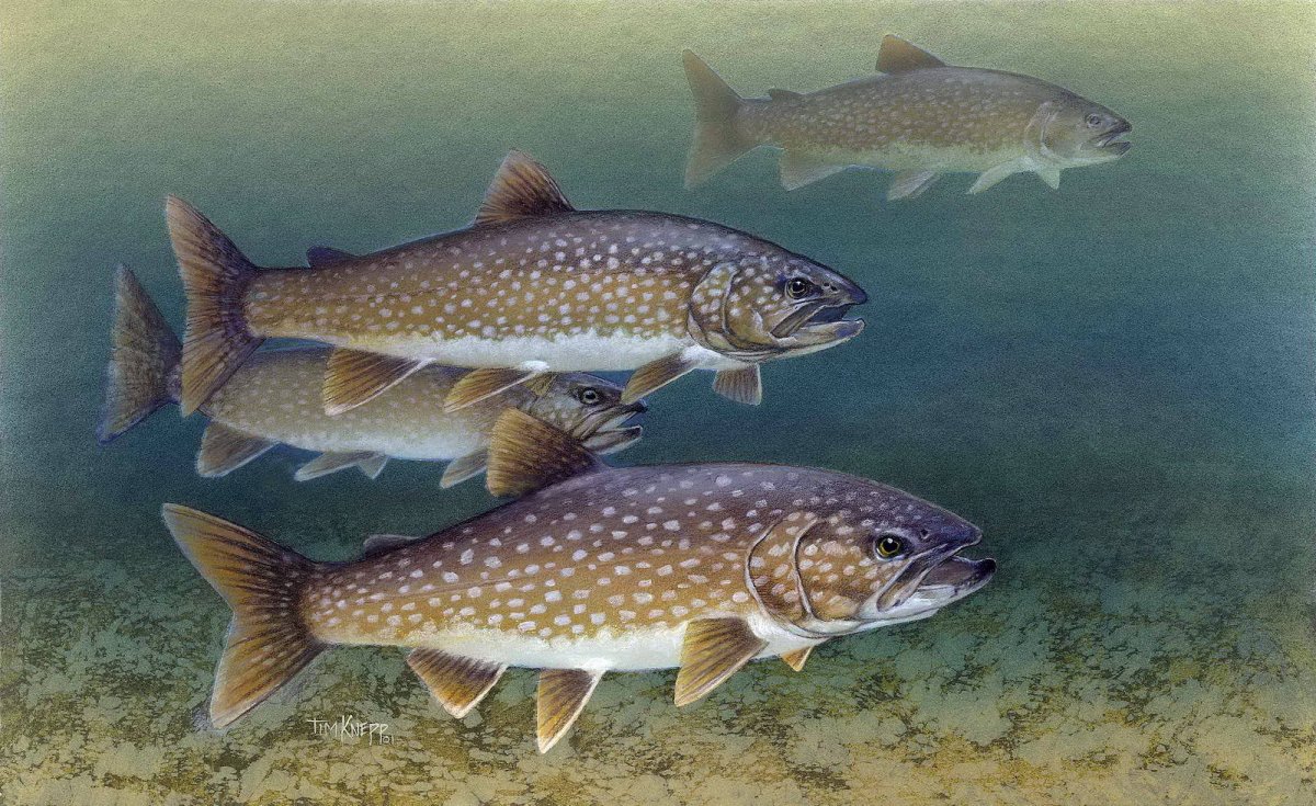 Озёрный голец-кристивомер