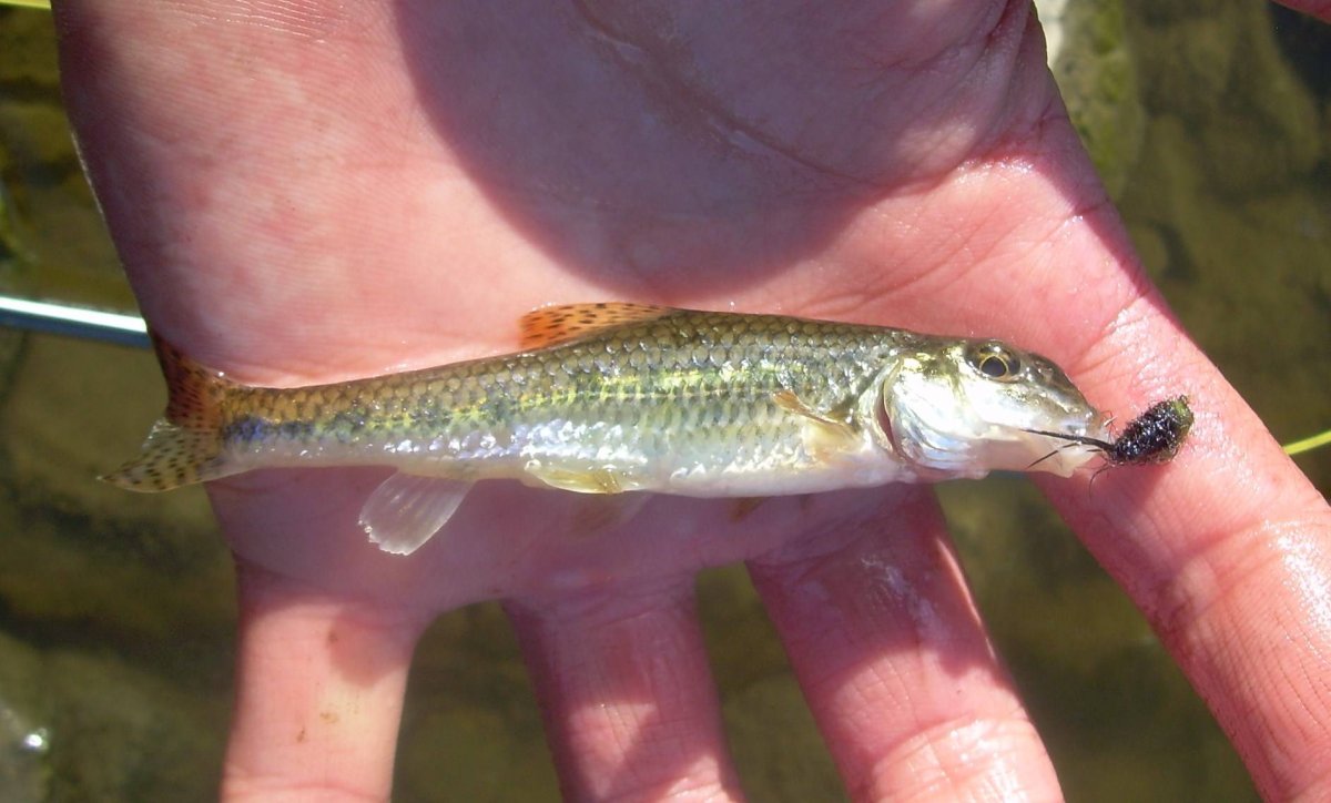 Кубанский длинноусый пескарь