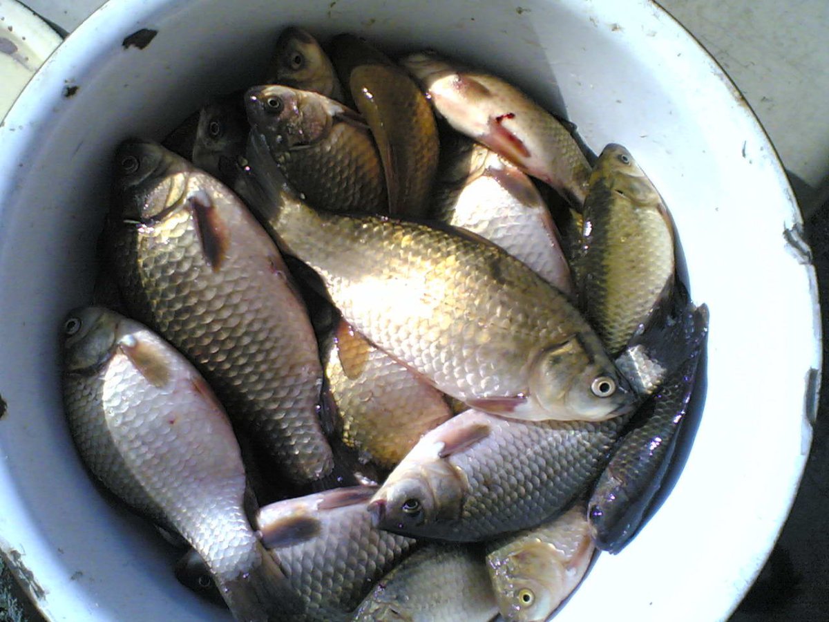 Карась мабуна