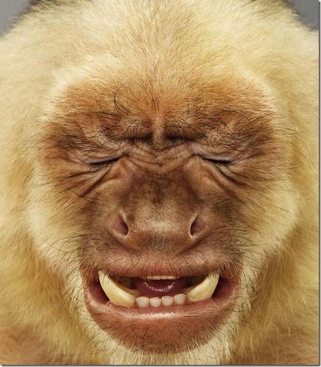 Бенгальский макак