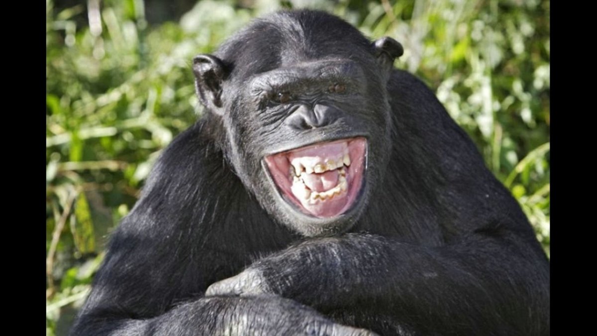 Орангутан зевает