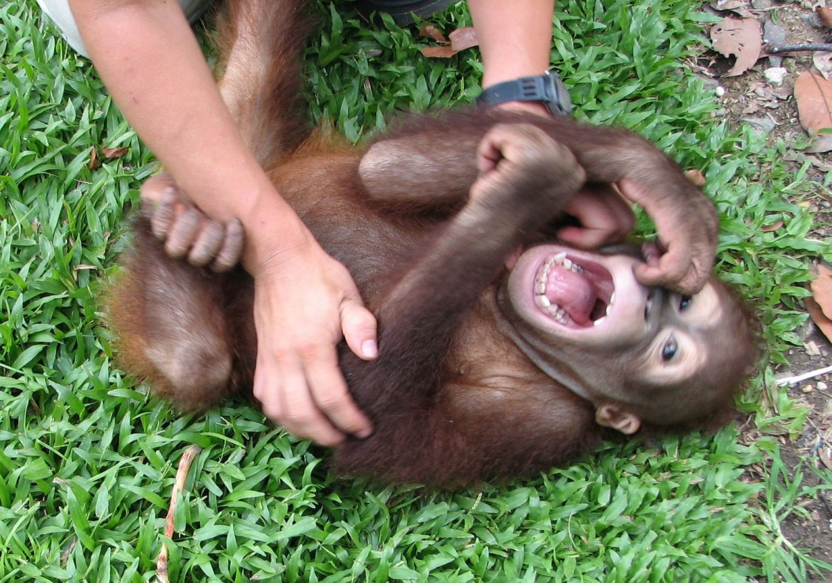 Обезьяна с яйцами