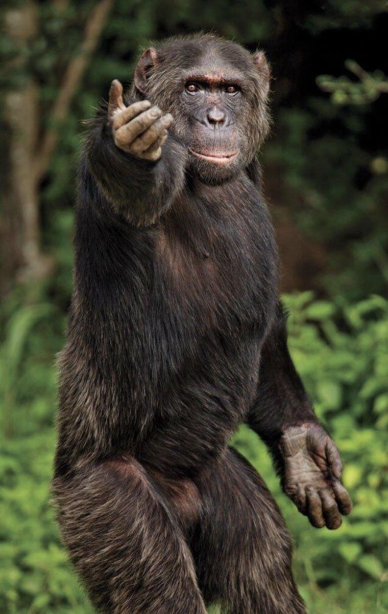 Маймун горилла