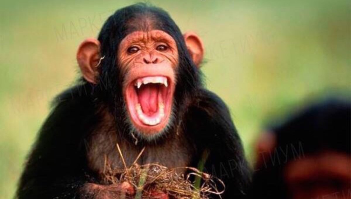 Обезьяна на колесе