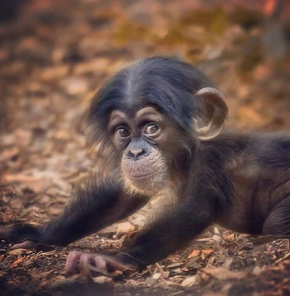 Обезьяна отдыхает