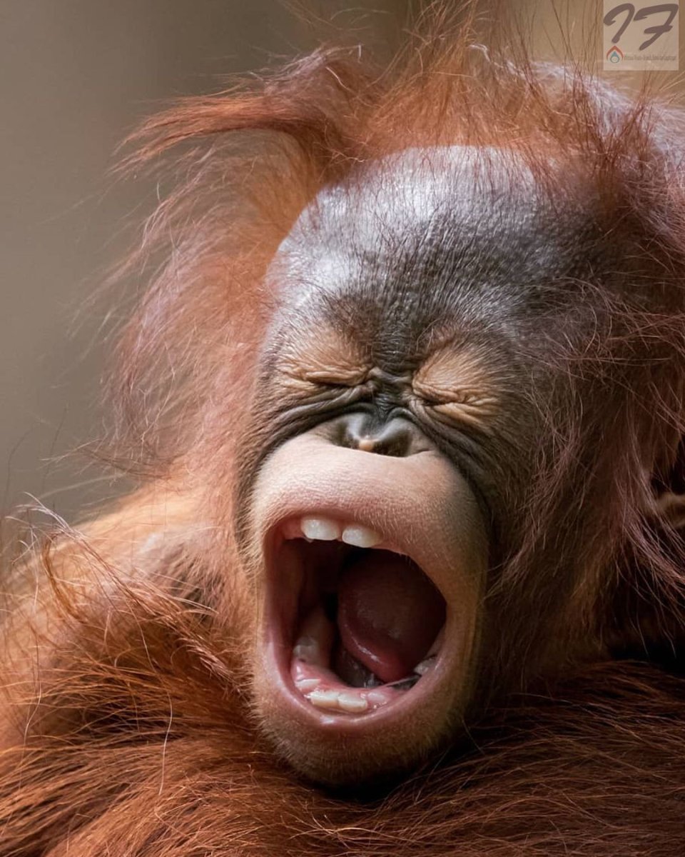 Орущий орангутанг