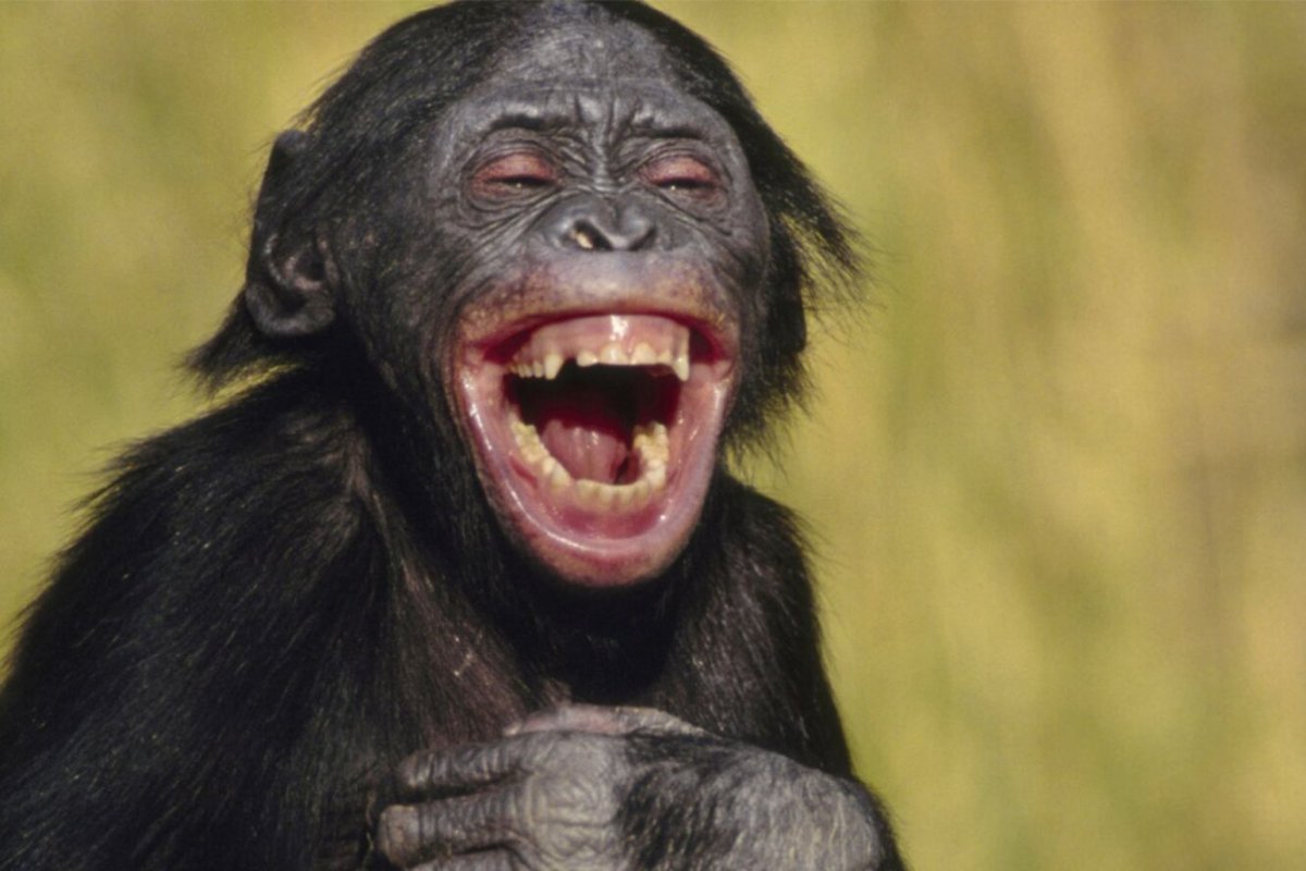 Смешная мартышка