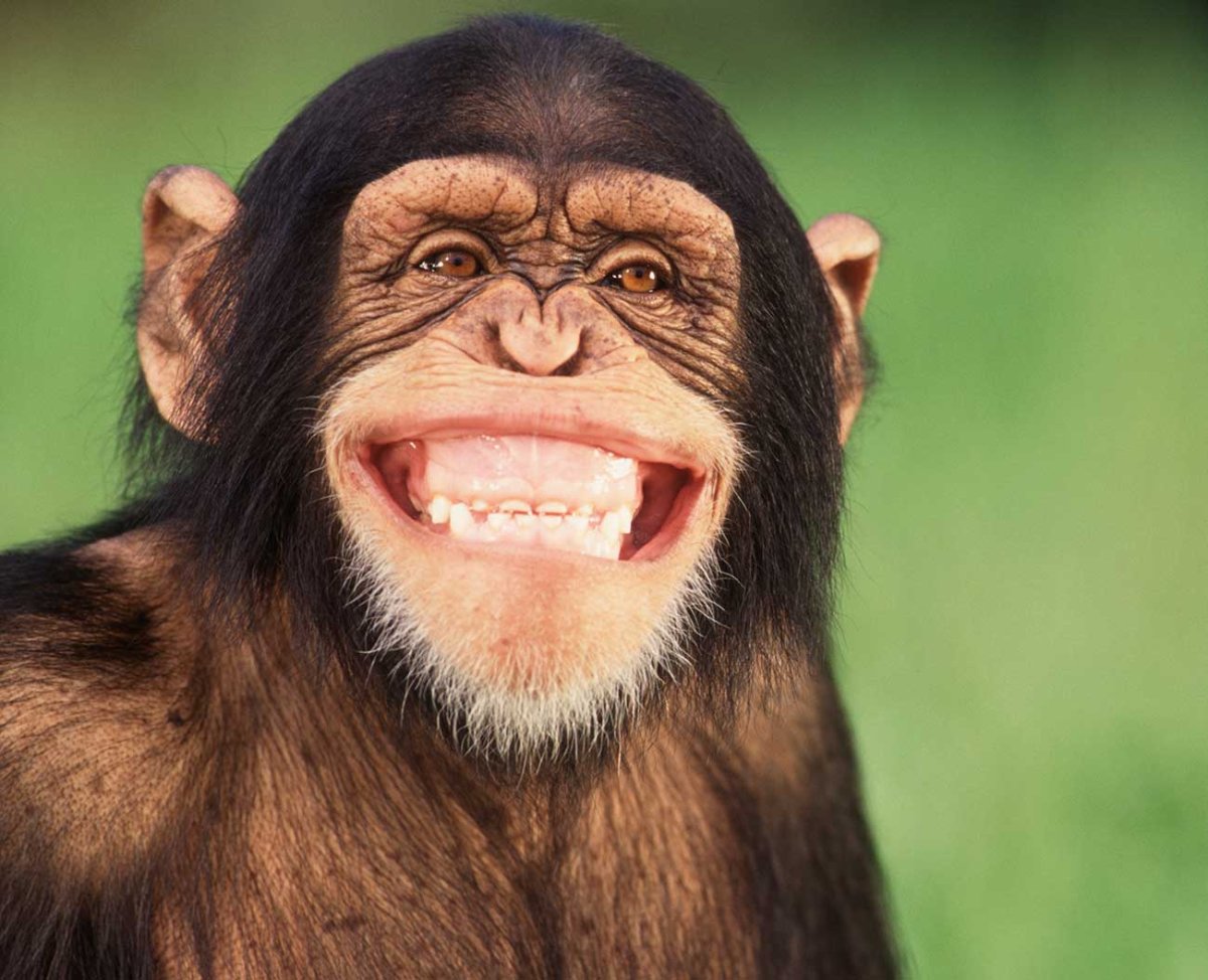 Смешные обезьяны