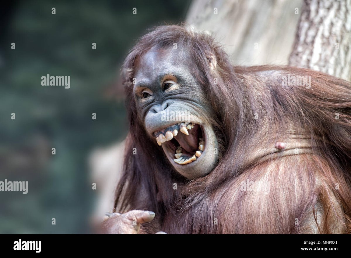 Дикий смех фото